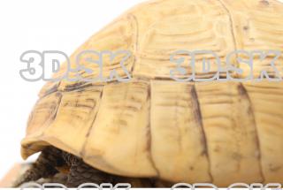 turtle 0027